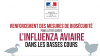 INFLUENZA AVIAIRE DANS LES BASSES COURS